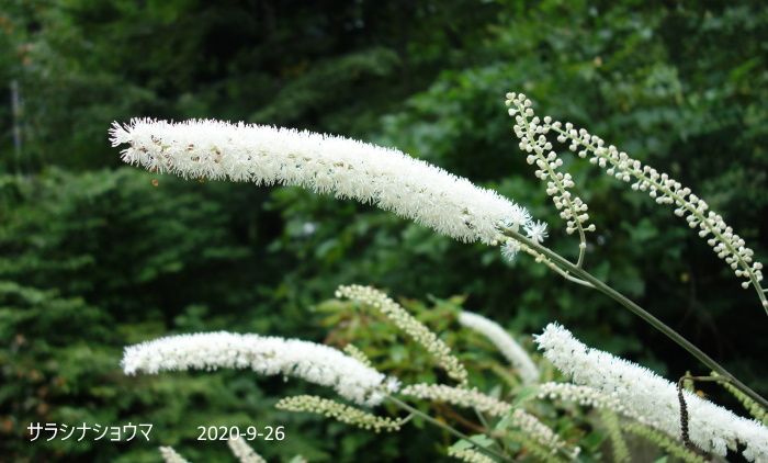 Natural　Garden　私の庭  9/26