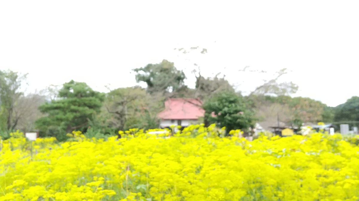 花の寺💛