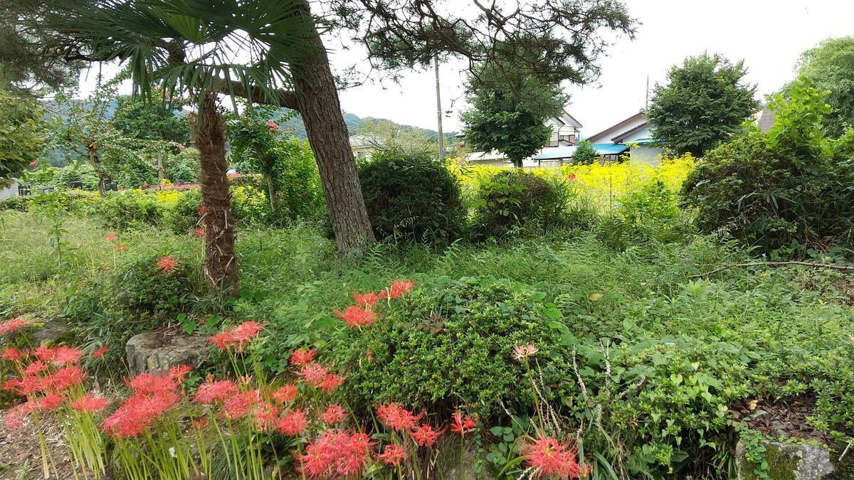 花の寺💛