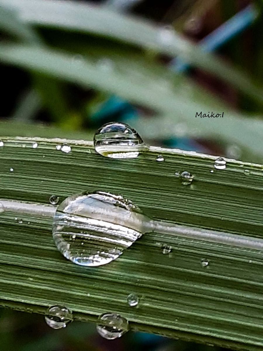 夕べの雨。