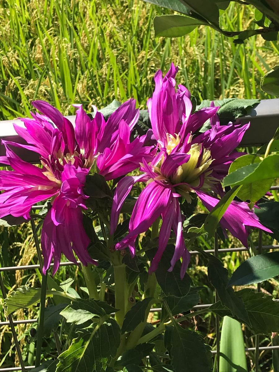 🌸我が家のダリア全開🌸