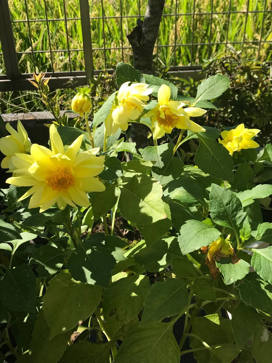 🌸我が家のダリア全開🌸