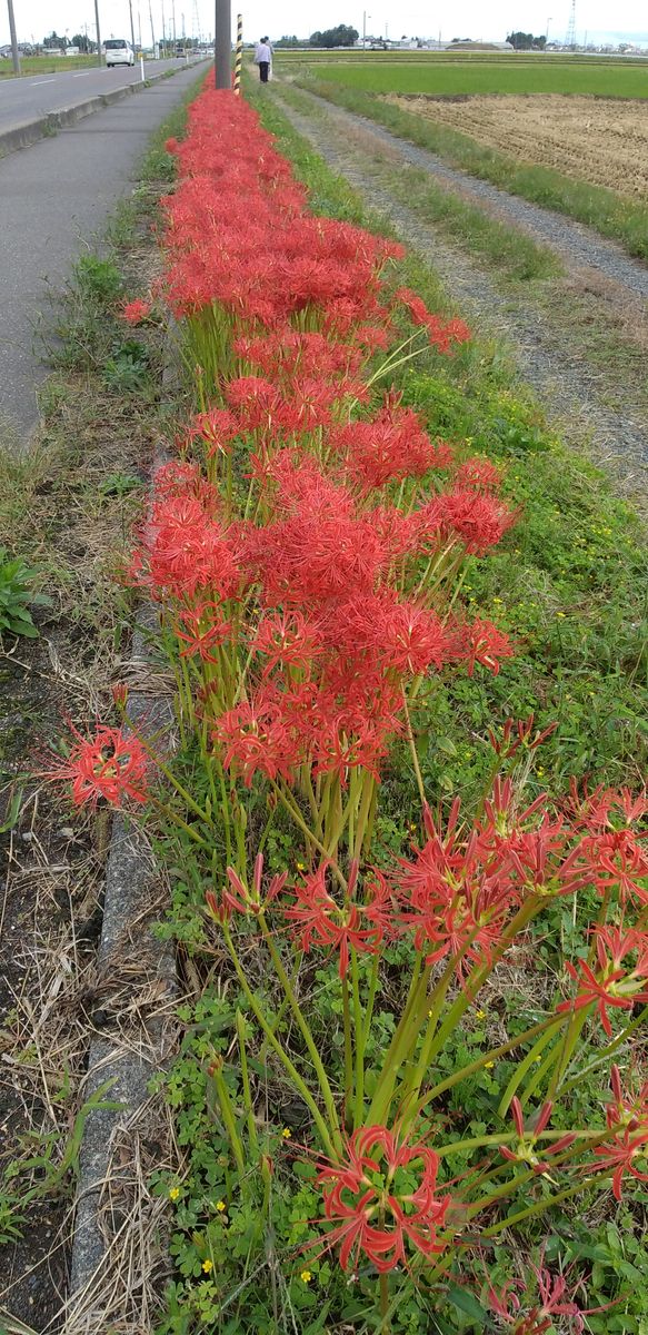 道路脇に植えられたヒガンバナ