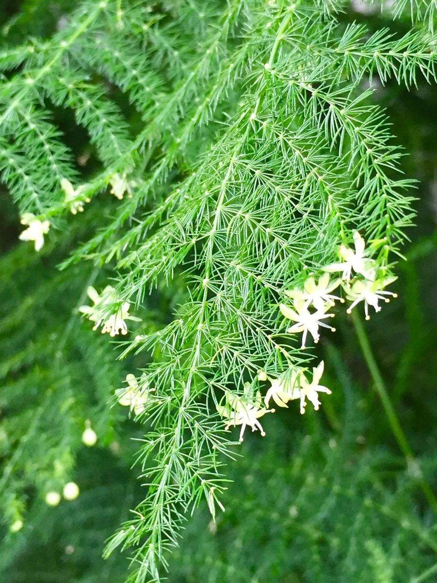 小さな小さなお花。