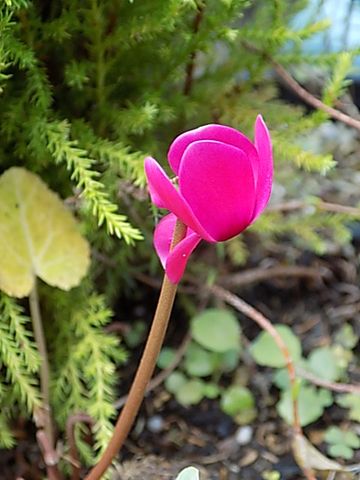 今日の花 9/27