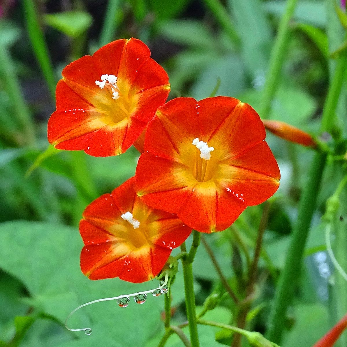 ヒルガオ科の花たち