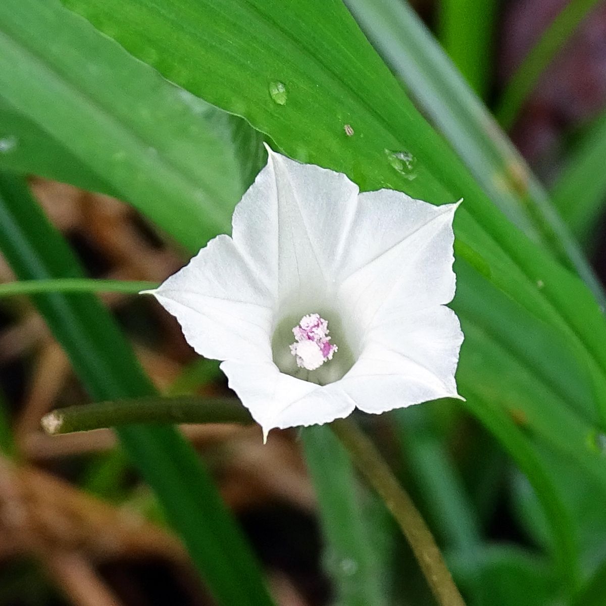 ヒルガオ科の花たち