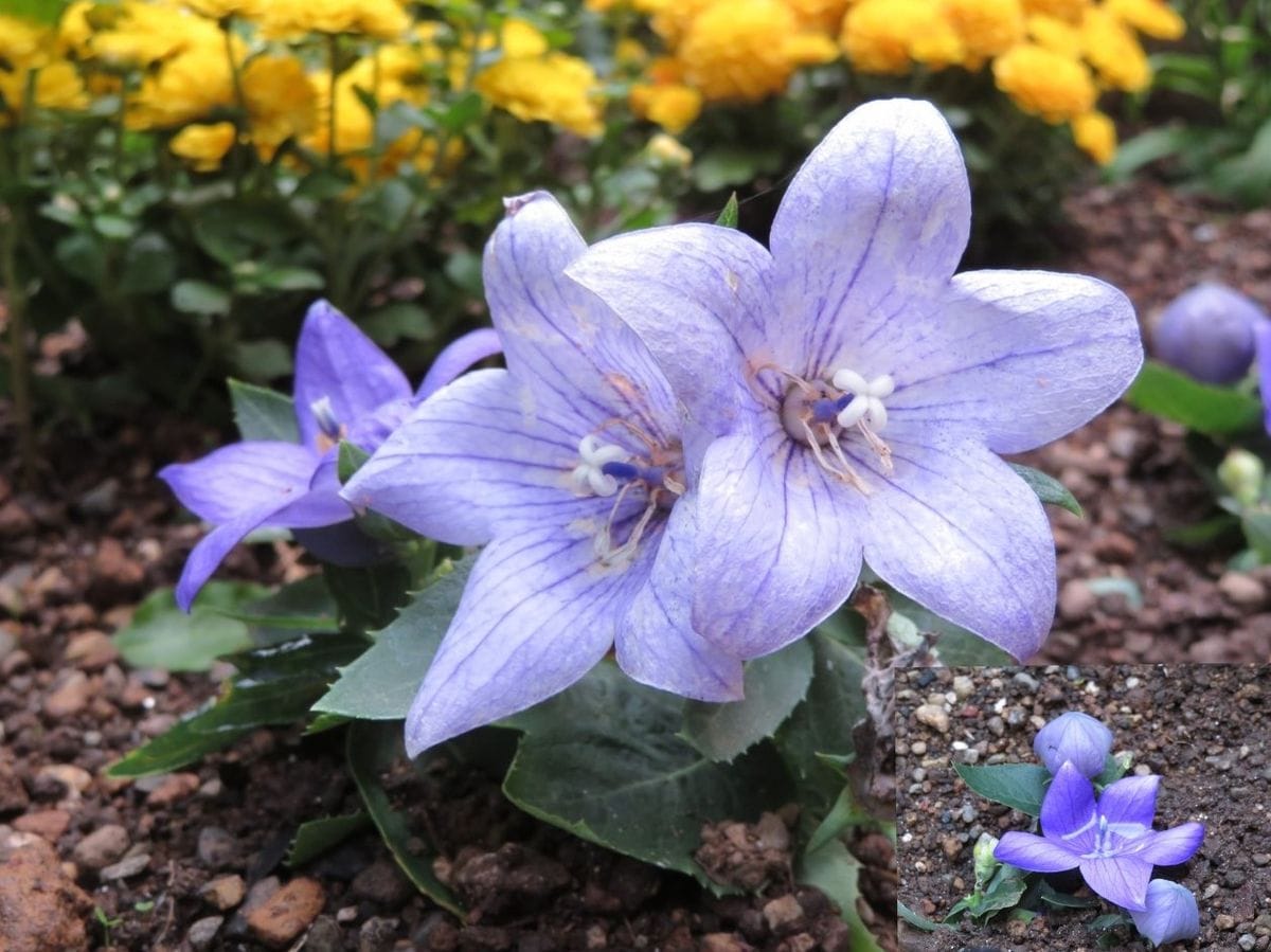 🌻今日の花たち🌻その148