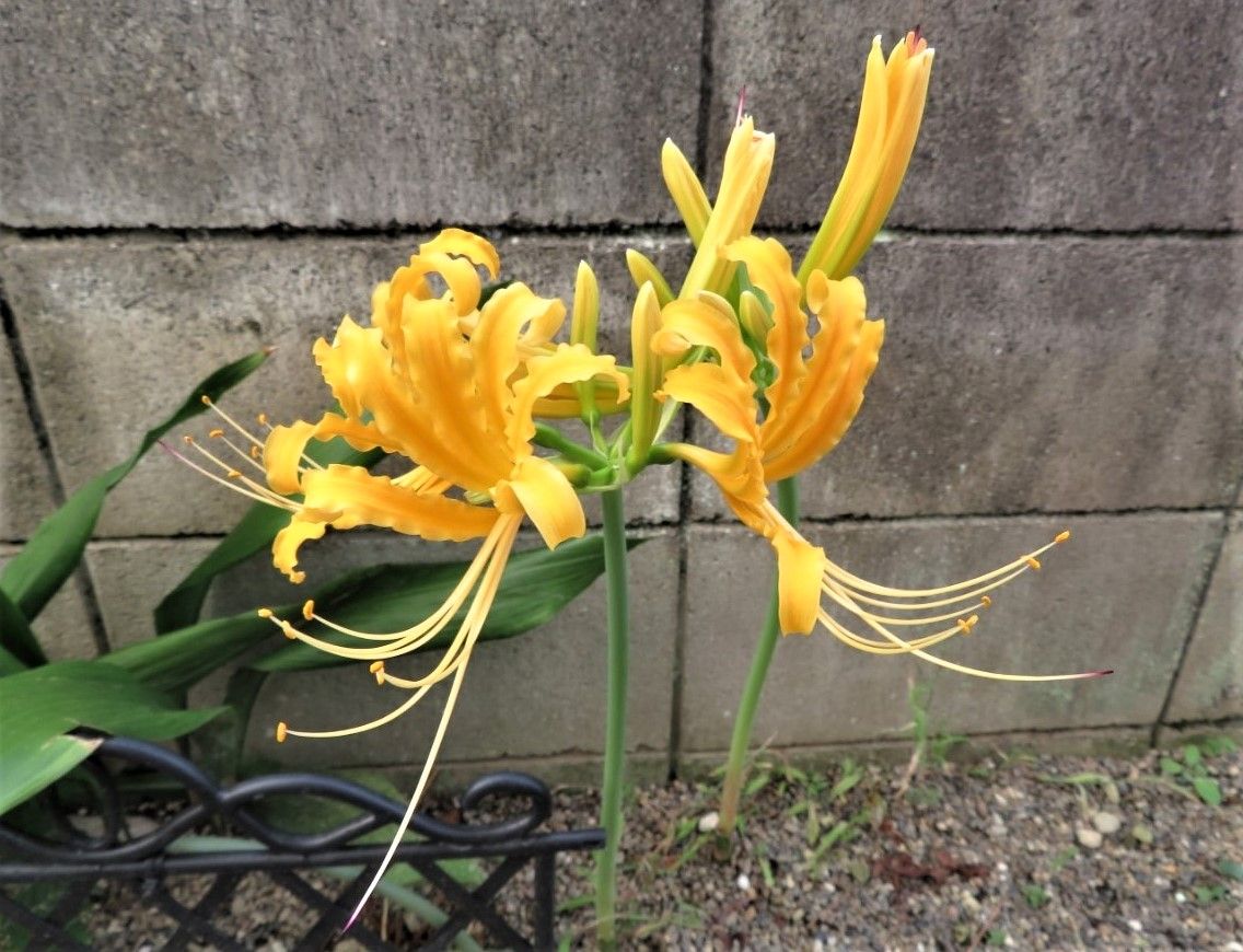 🌻今日の花たち🌻その148