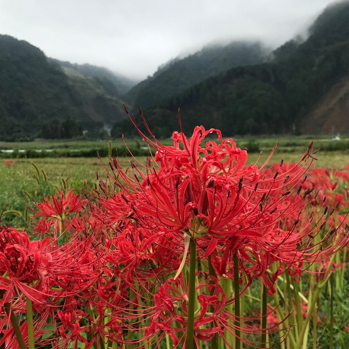 伊豆/田んぼの畦道の彼岸花