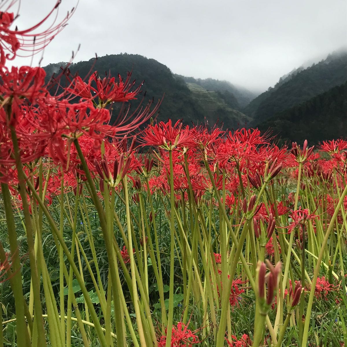 伊豆/田んぼの畦道の彼岸花