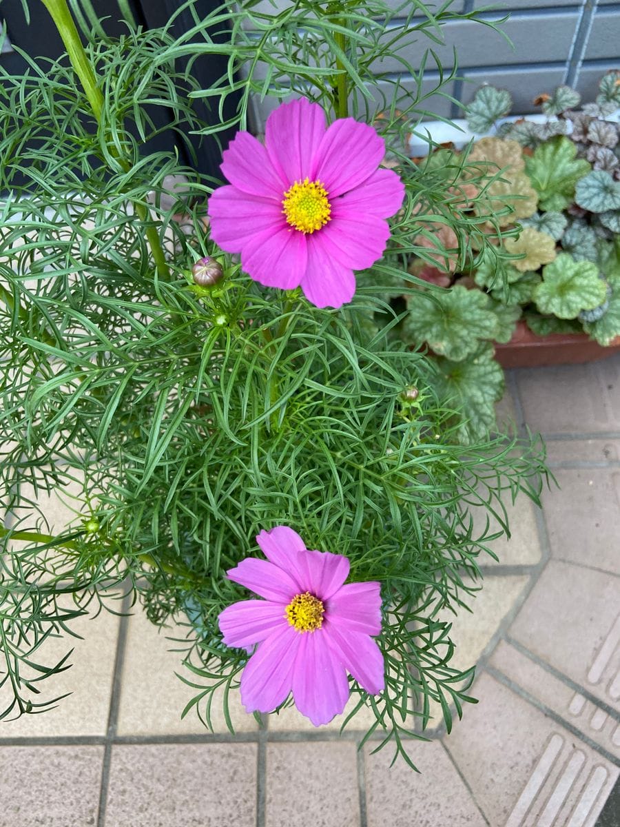 今日の花