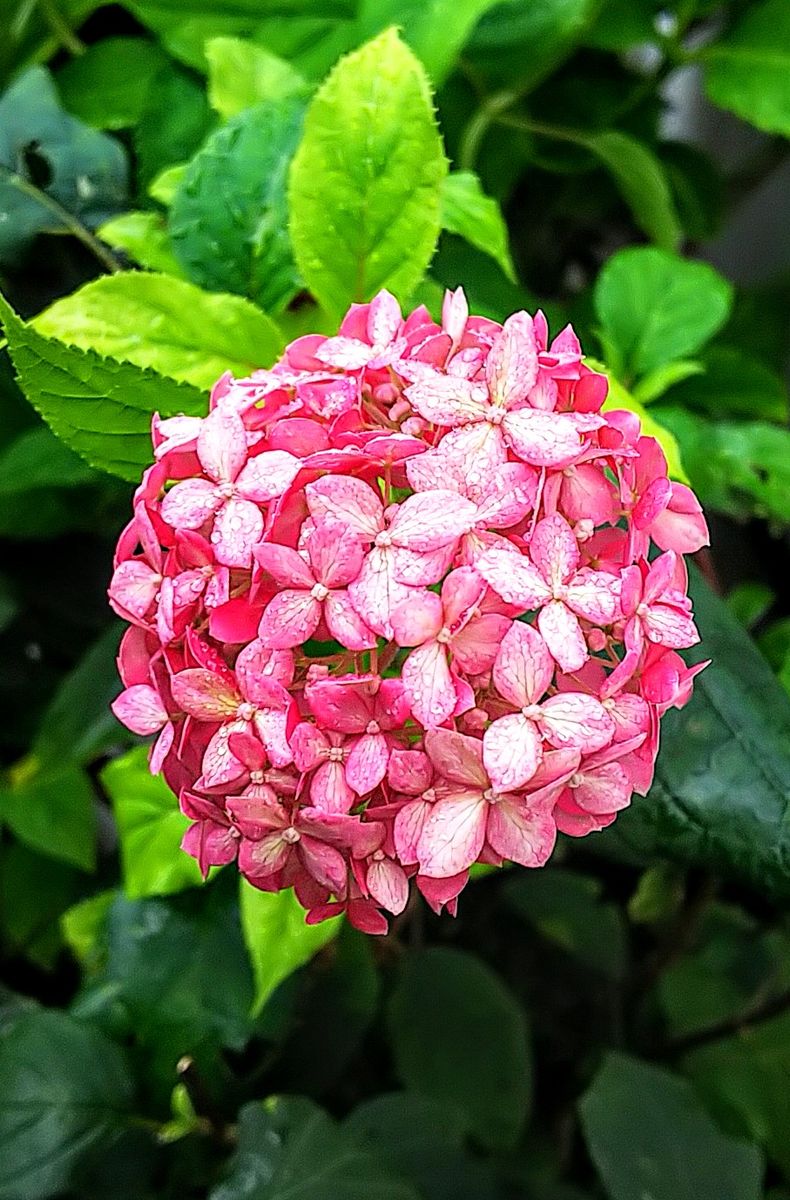 夏の名残の花