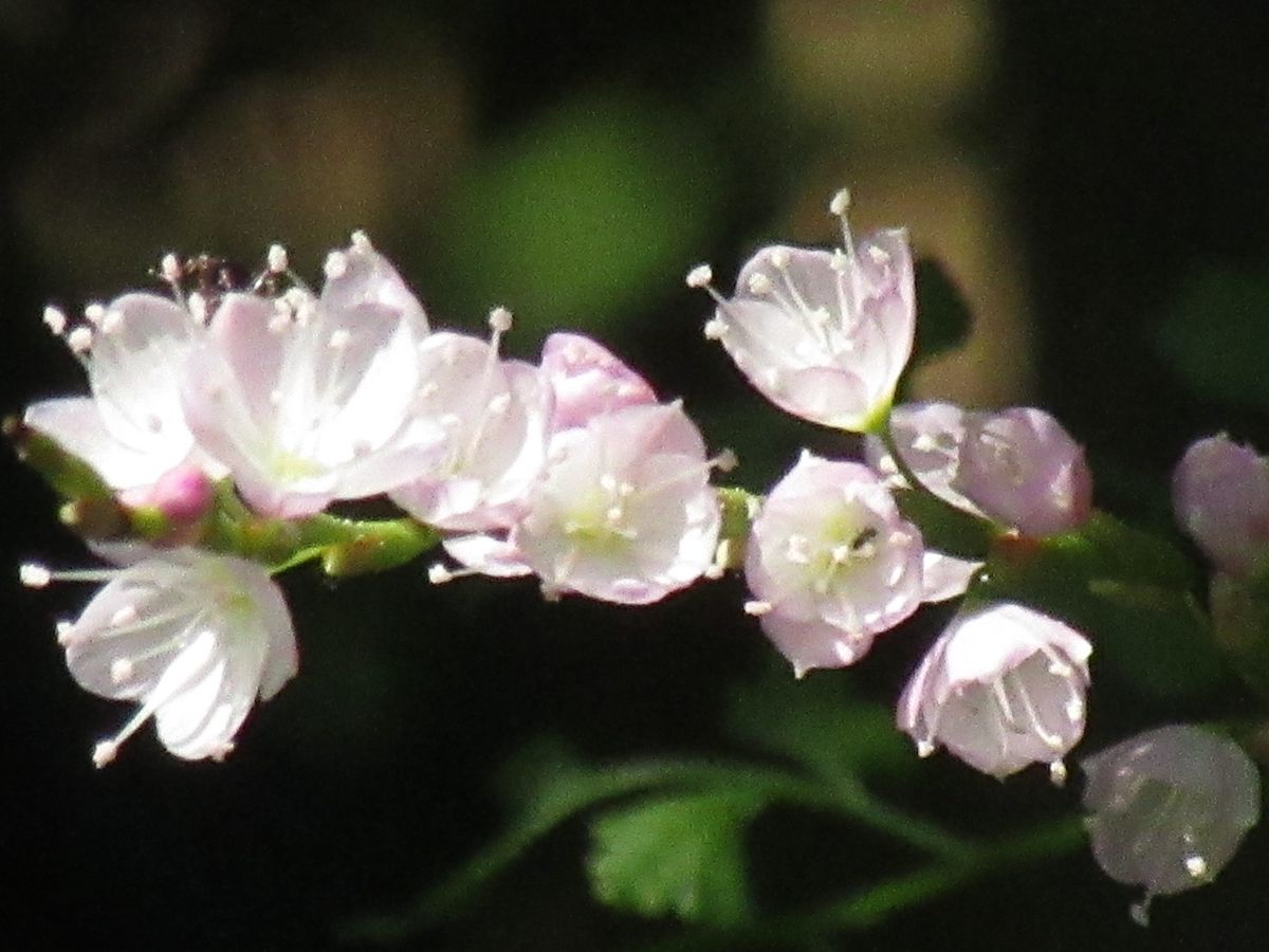 由愛(ゆめ)の花日記♪