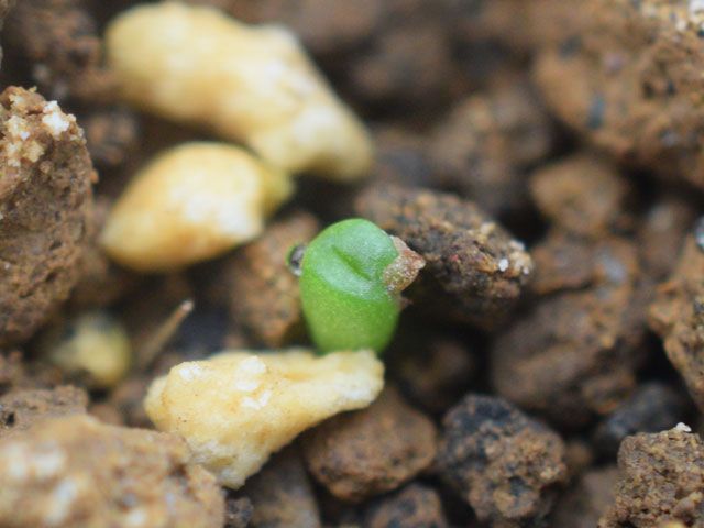 多肉植物系　続々発芽