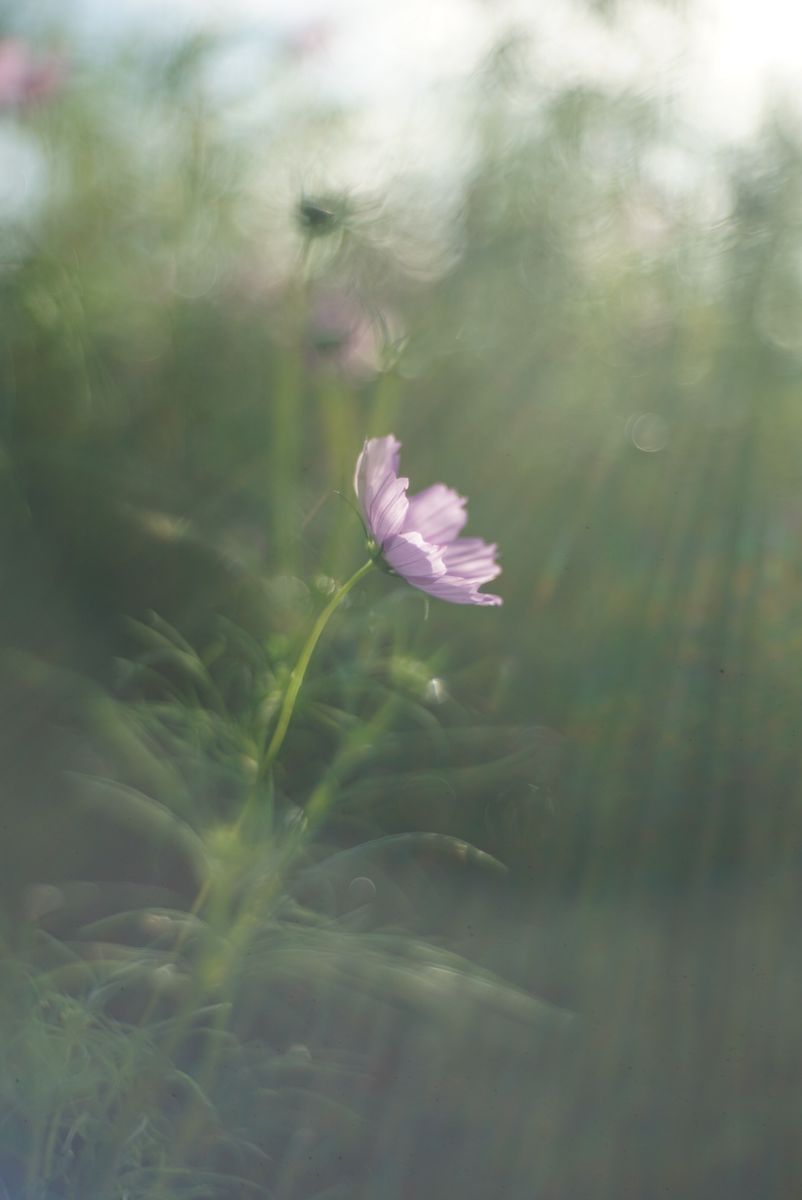 秋桜