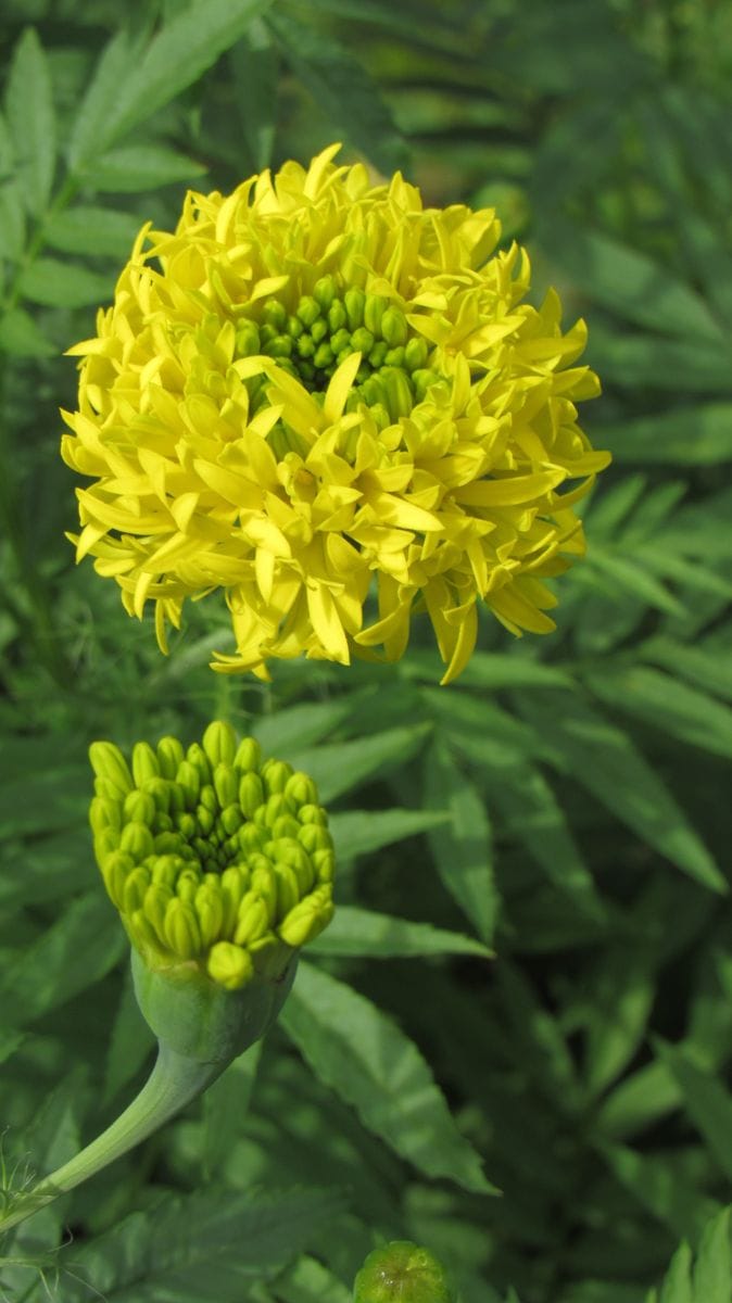 田圃コースの花-千寿菊