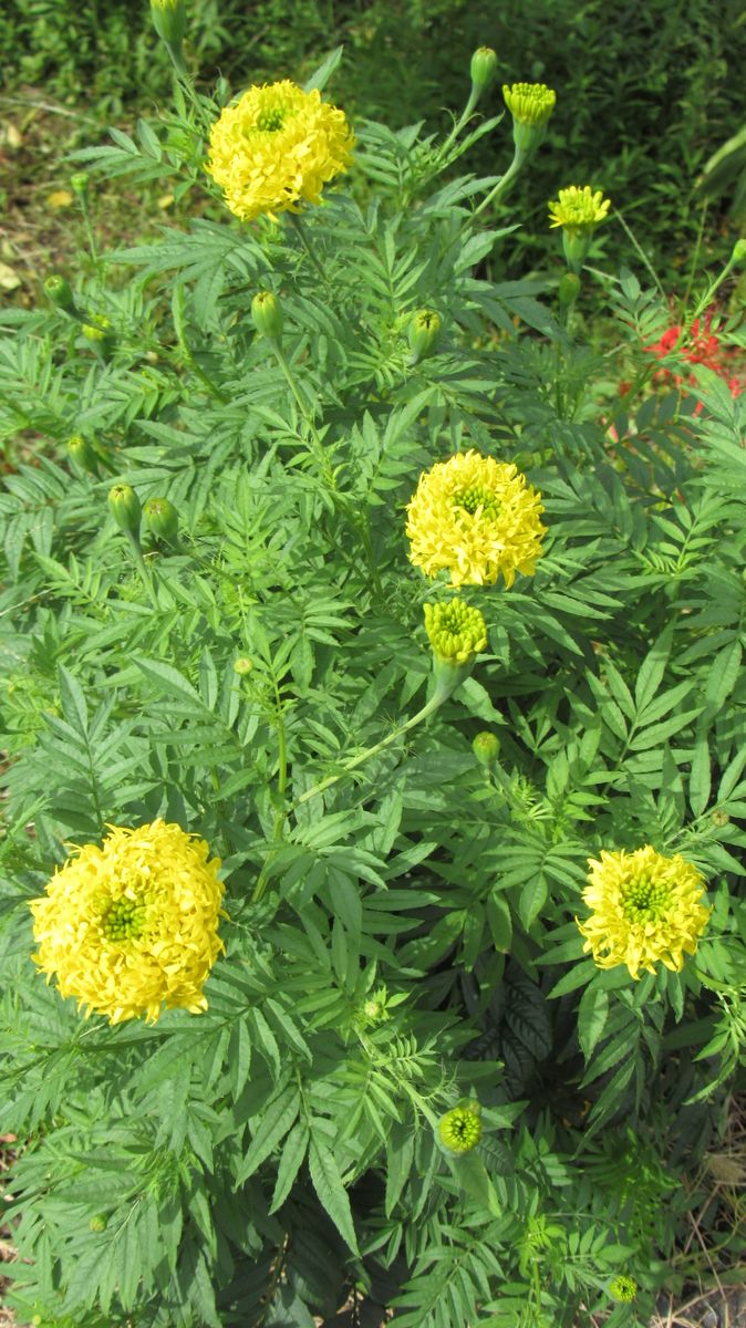 田圃コースの花-千寿菊