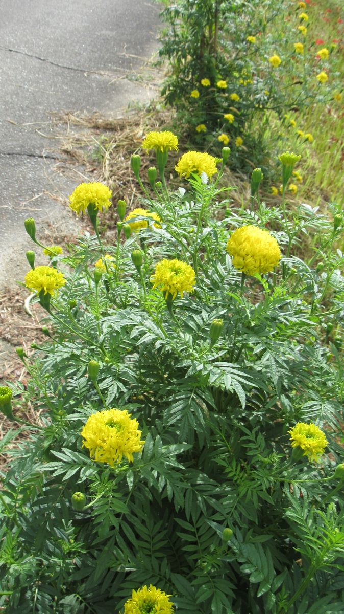 田圃コースの花-千寿菊