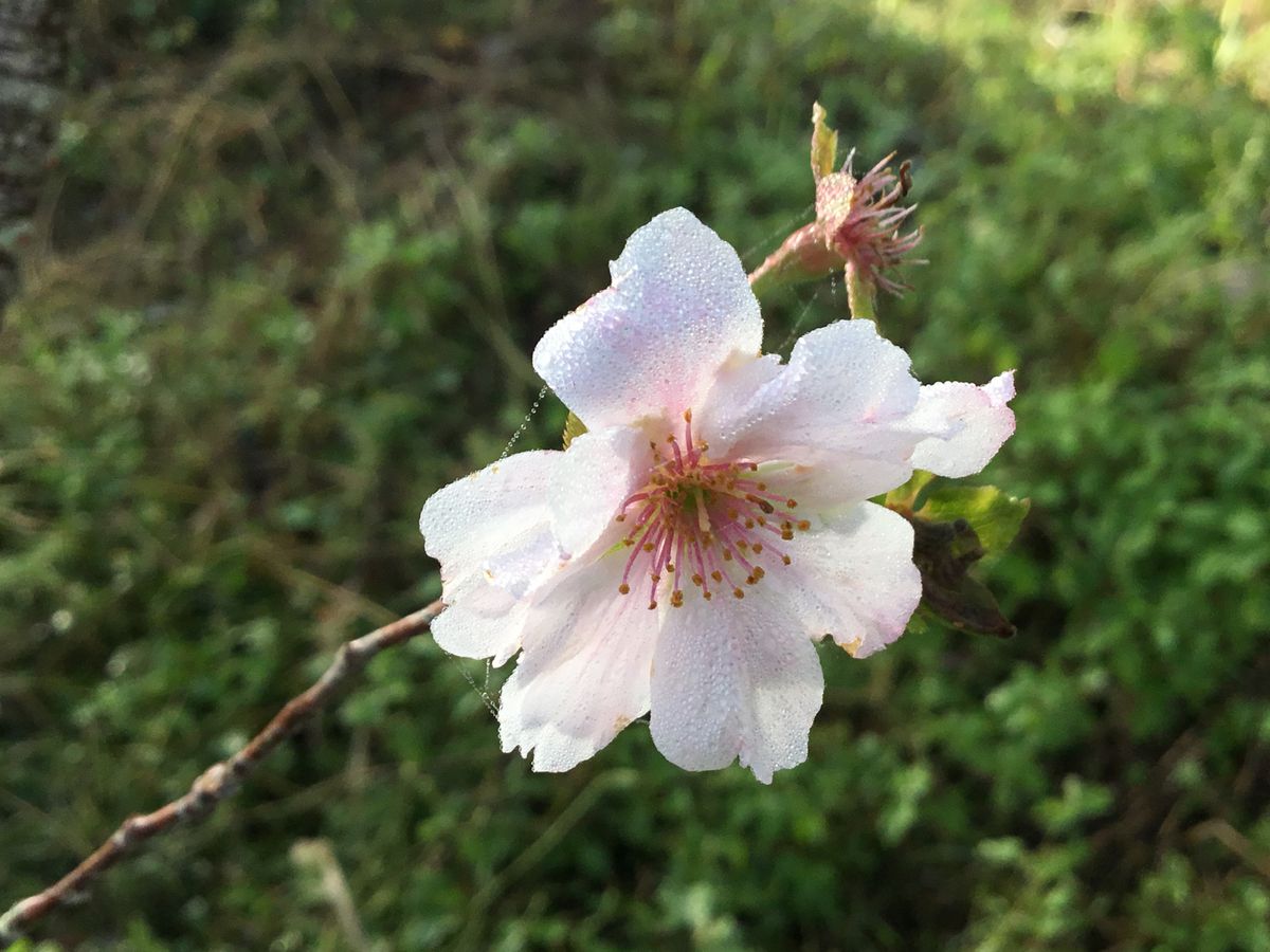 10月になりますと