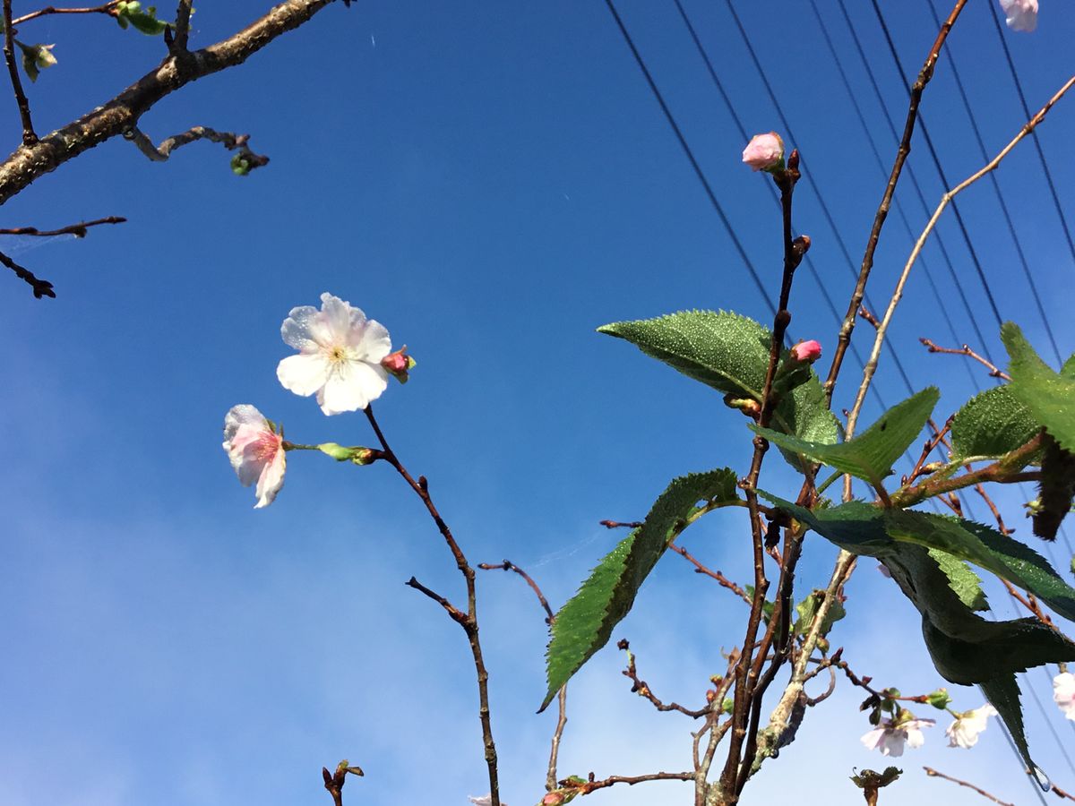 10月になりますと