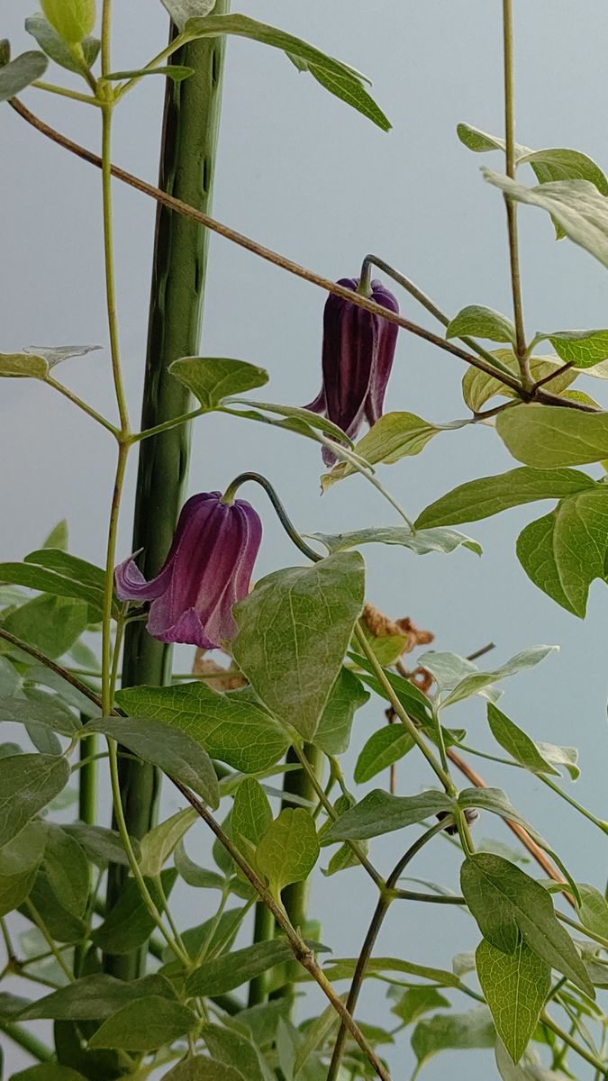 クレマチス ボルゾーの3番花開花