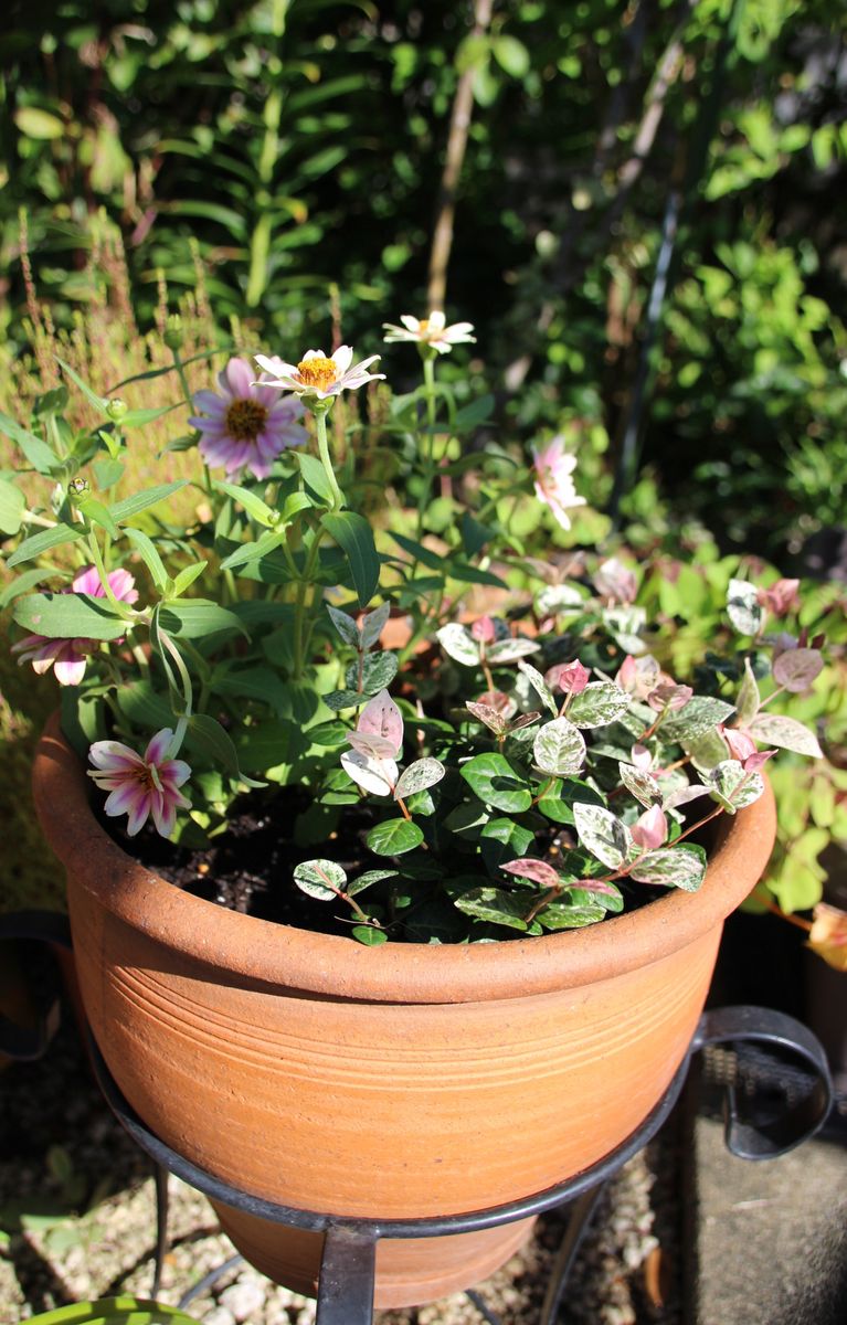 お気に入りのお花が無くて。。