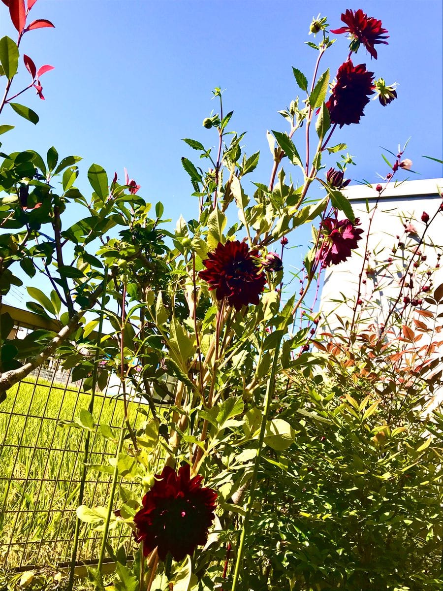 🌸黒蝶、凄い背が高くなった🌸