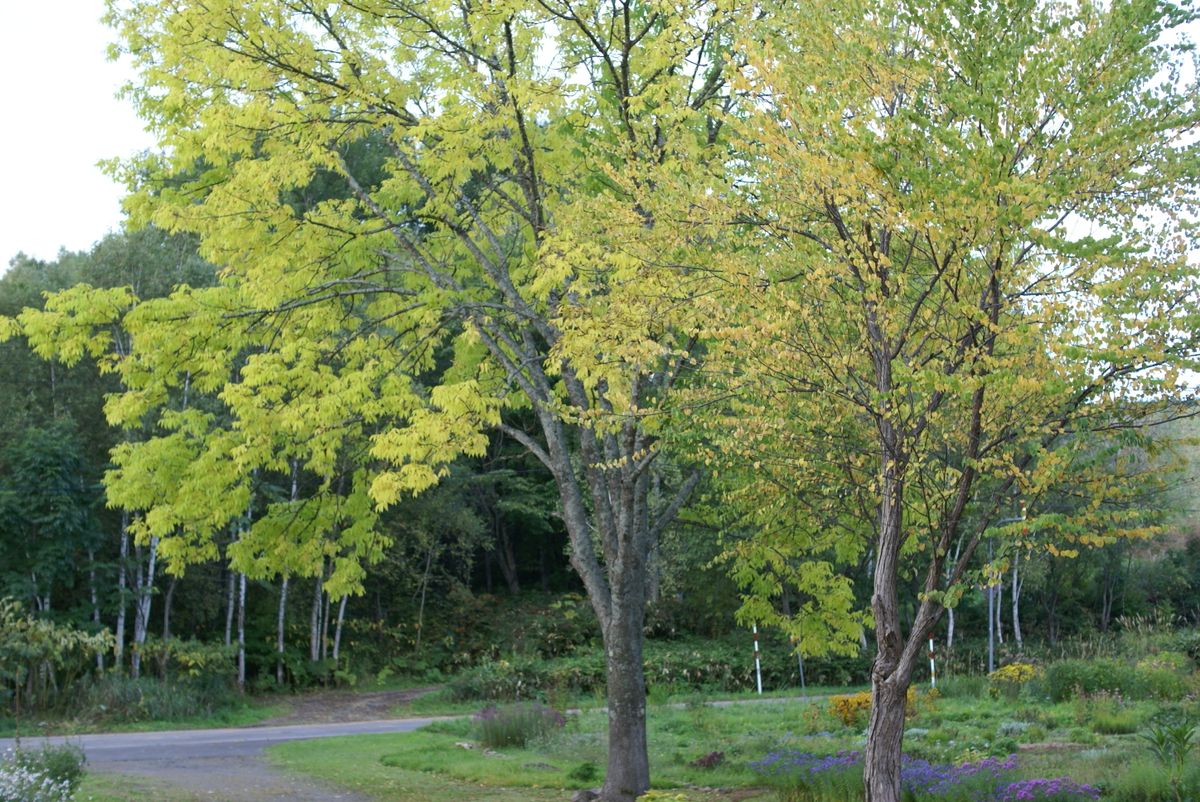 紅葉が始まりました。200928