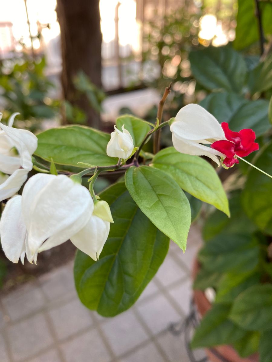 今日の花