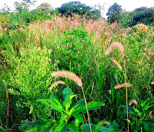 秋の野の草花