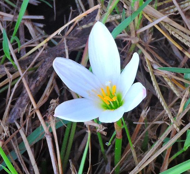 秋の野の草花