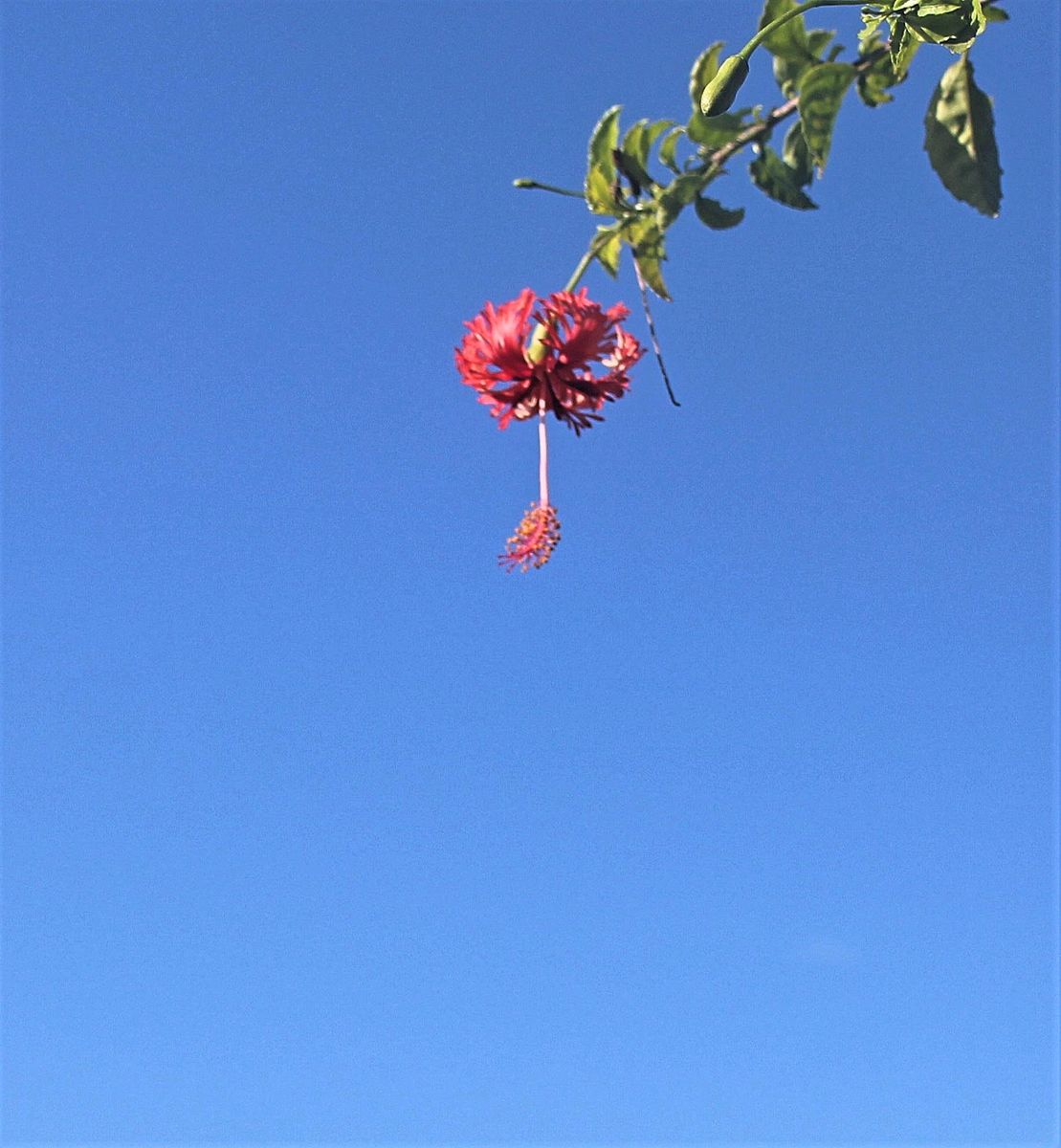 秋の青空に