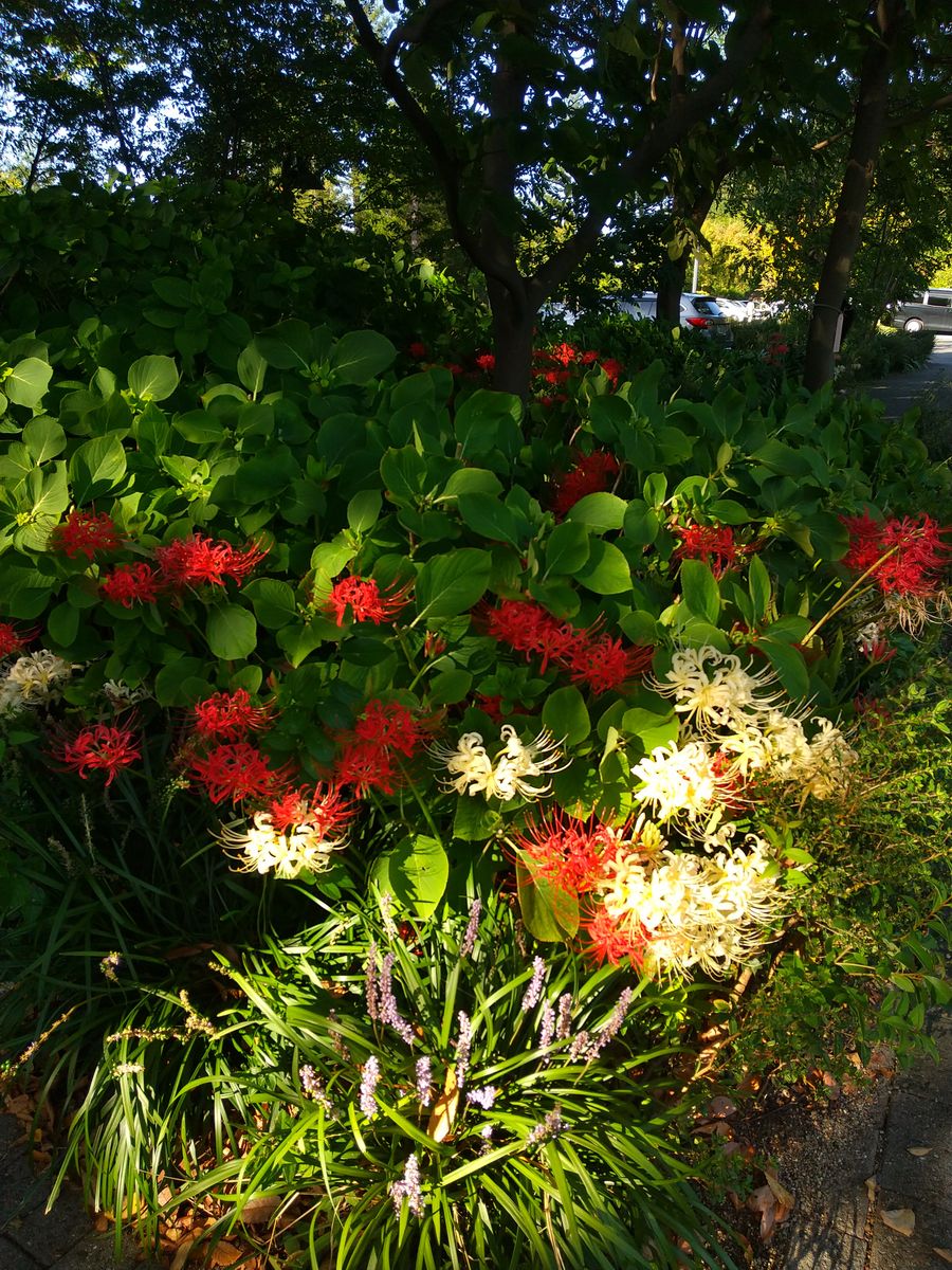 宇治市植物公園の彼岸花💞