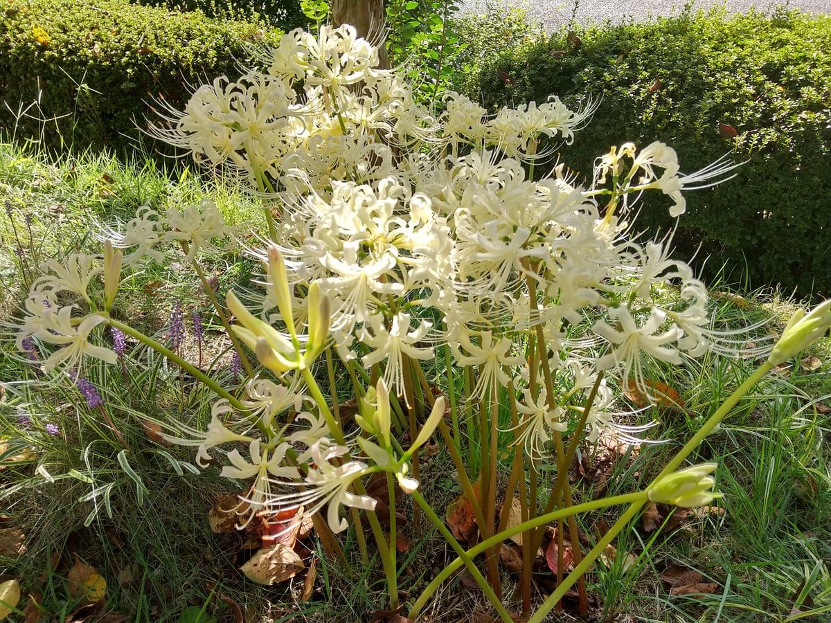 宇治市植物公園の彼岸花💞