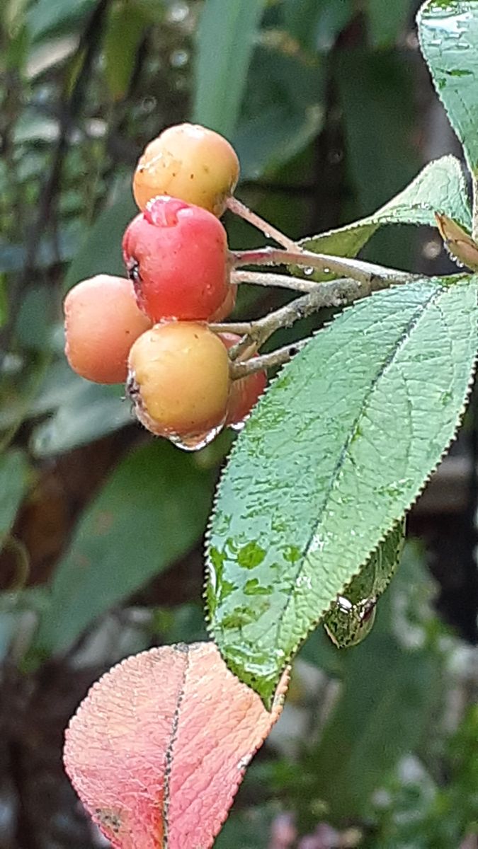 ふくおかルーバルガーデン3～秋🌾🌰の***  庭便り～夜間の肌寒さに色付き始めた花木🍀❗