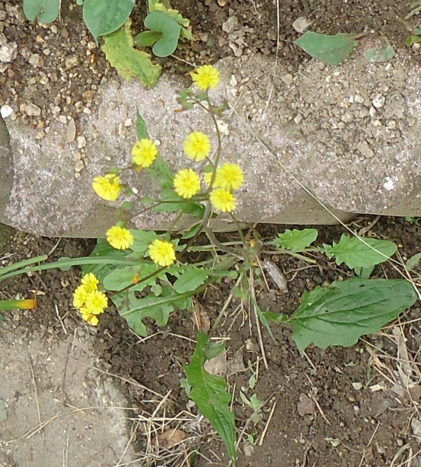 睡蓮まだ頑張ってる。