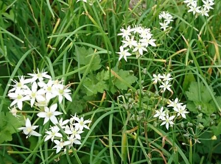 旅先で目にした花  《岡山県・鳥取県》