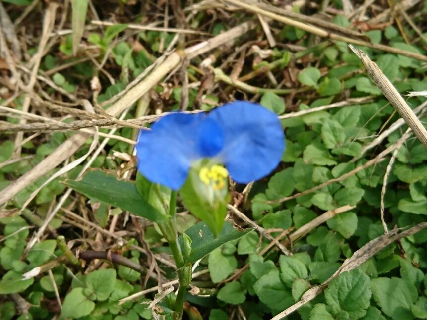 旅先で目にした花  《岡山県・鳥取県》