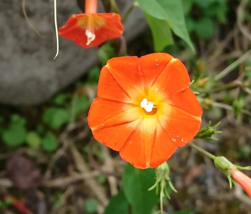 旅先で目にした花  《岡山県・鳥取県》