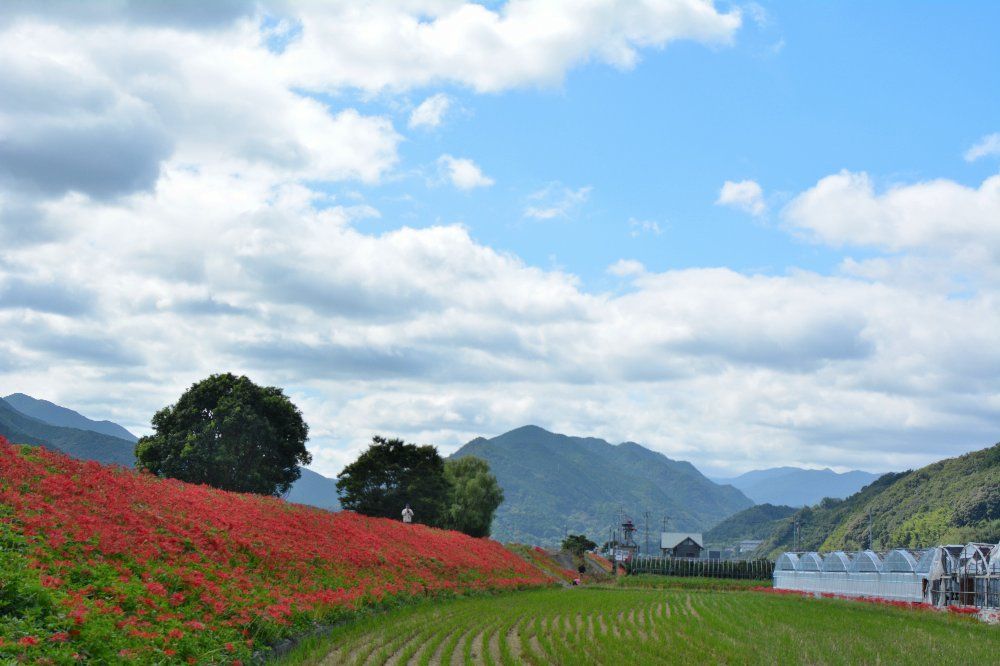 彼岸花の咲くころ