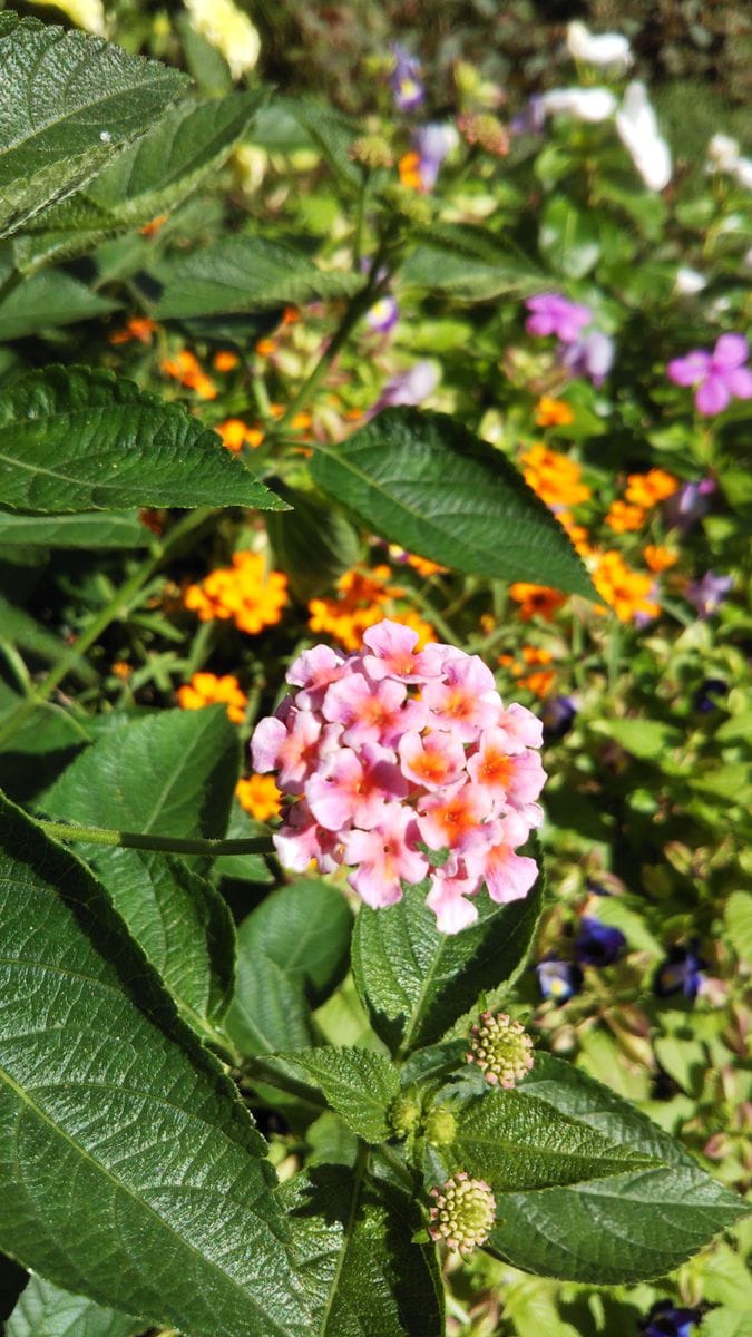 秋花壇と来春の準備