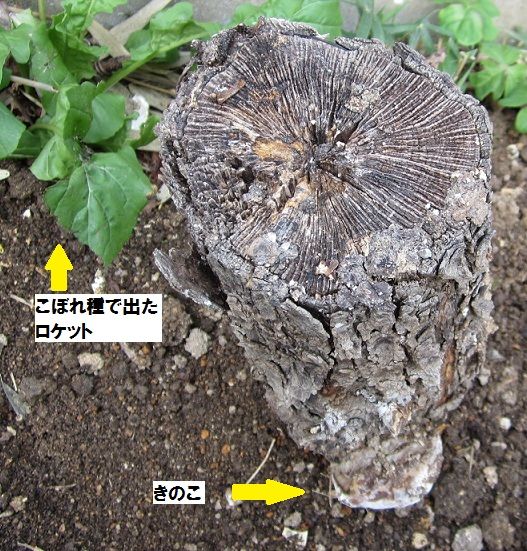 きのことカマキリ