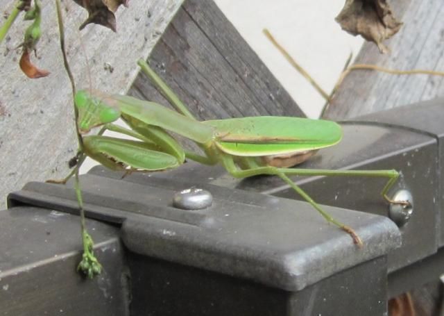 きのことカマキリ