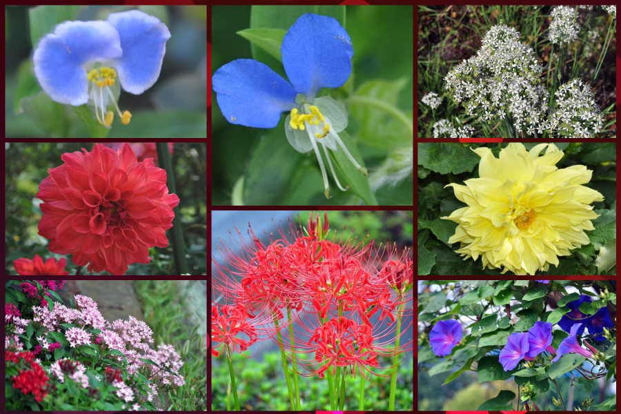 今日の花々