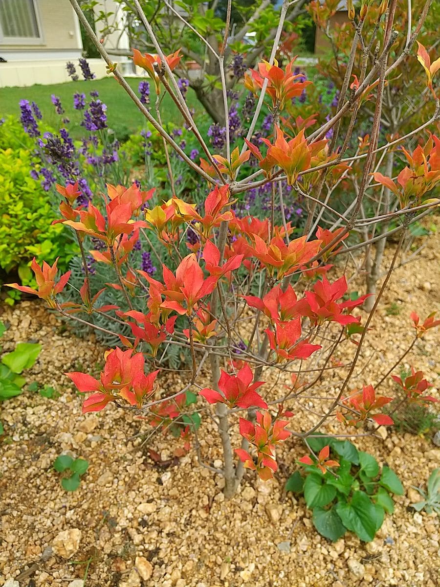 庭の紅葉