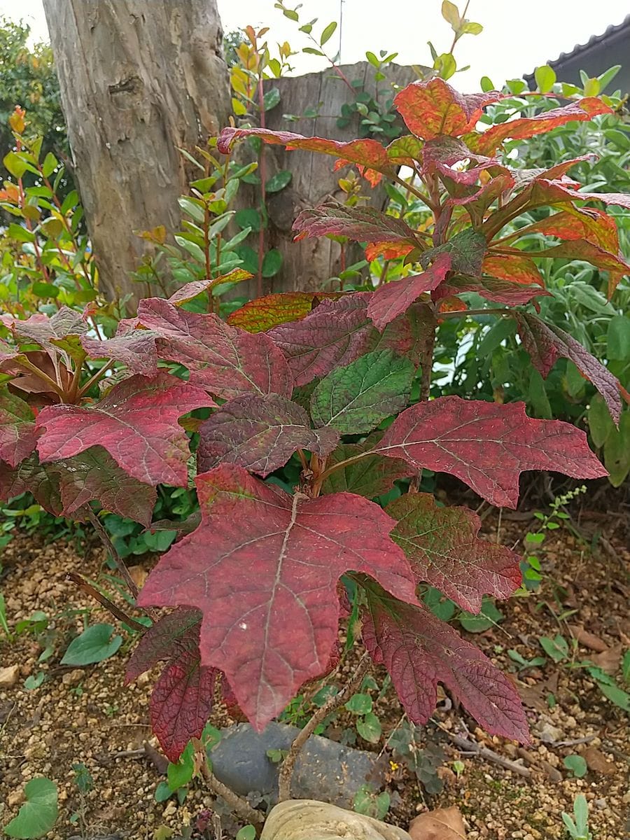 庭の紅葉