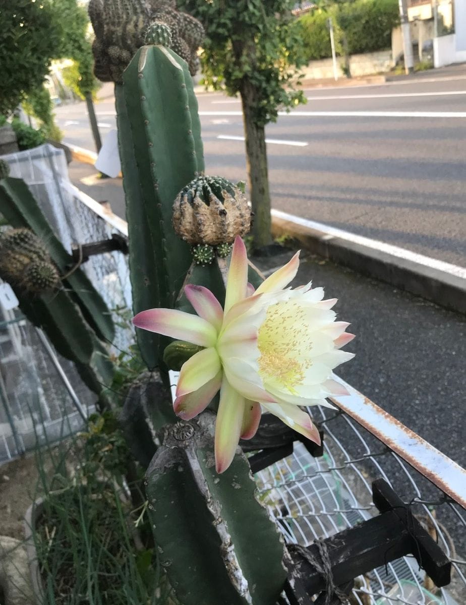 園芸日記を書く199日目