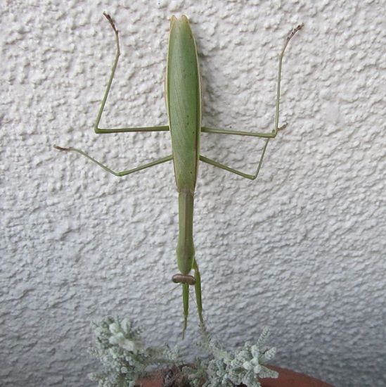 カマキリとシラー