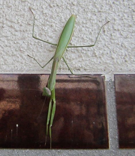 カマキリとシラー